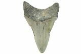 Fossil Megalodon Tooth - North Carolina #295291-1
